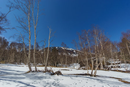 Snowy landscape with birch trees and a mountain peak in the background during winter timeの写真素材