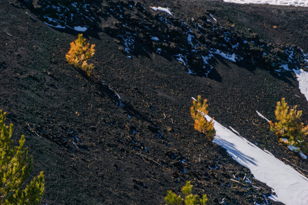 Detail of volcanic landscape of Mount Etna with black lava and orange colored pine trees during winter time, Catania, Sicily, Italyの写真素材