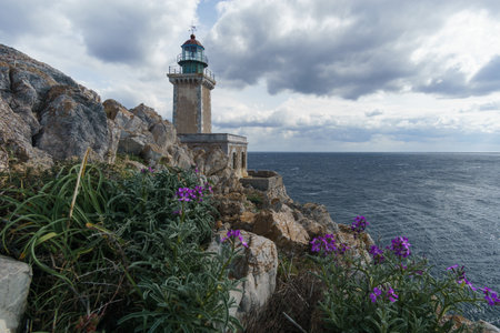 Violet flower blossoms at the lighthouse of rocky cape Tainaron on a cloudy spring day, Mani, Peloponnese, Greece.の写真素材