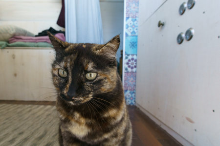 Portrait of a black and golden brown striped domestic cat insideの写真素材