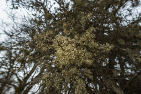 Wolf Lichen growing on the tree bark at Pindus Mountains on a dark winter day with atmospheric mood,...