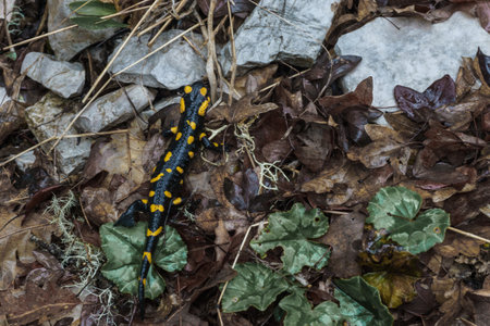 Macro photography of beautiful black and yellow amphibian known as fire salamander in Greek forestの写真素材