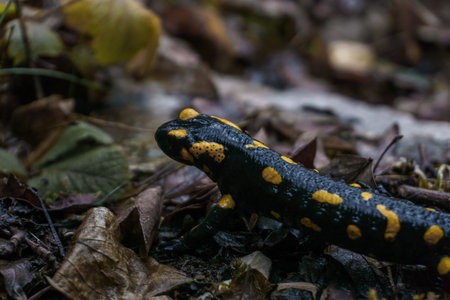 Macro photography of beautiful black and yellow amphibian known as fire salamander in Greek forestの写真素材