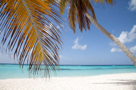 Coco palm tree on the white sand beachの写真素材