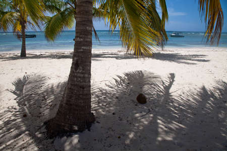 Coco palm tree on the white sand beachの写真素材