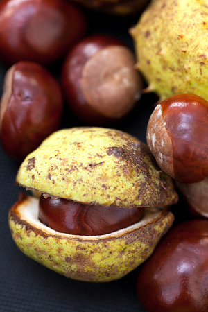 Fresh Chestnuts harvested in neighborhood.の写真素材