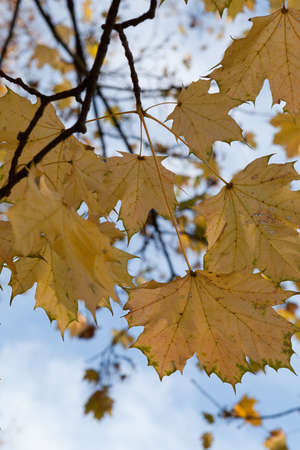 Yellow autumn leaf in the city park.