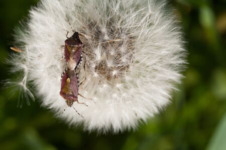 Two Hemiptera bugs on white dandelion.