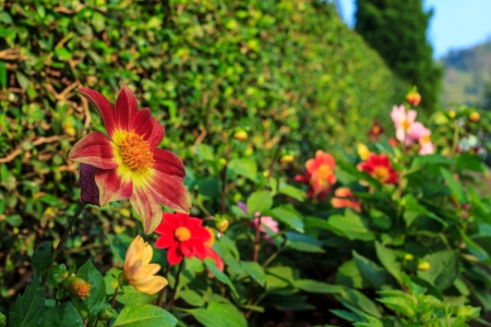 Fence flowers の写真素材