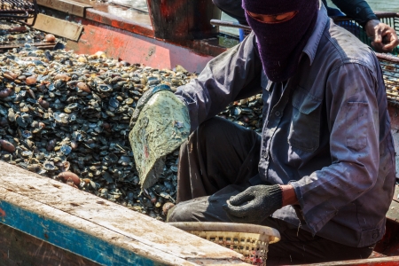 Image of many Clams small shell  on the boat with Fisherman they are on process to wash and select, at Trad Province Thailand の写真素材