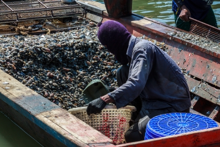 Image of many Clams small shell  on the boat with Fisherman they are on process to pick it to basket, at Trad Province Thailand の写真素材