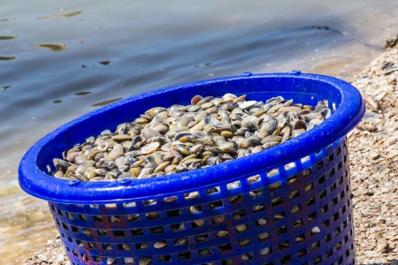 Clams small shell  in basket placed at the waterside before sent to market の写真素材