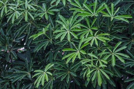 Image of Alstonia scholaris leaf as green texture  Also can see aphis on it 
