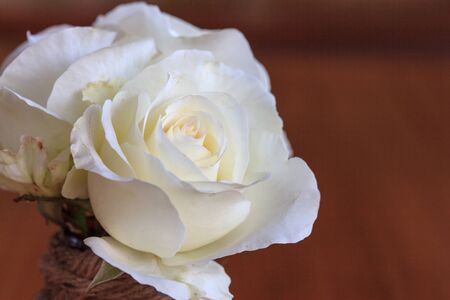 Light yellow rose with blur background.の写真素材