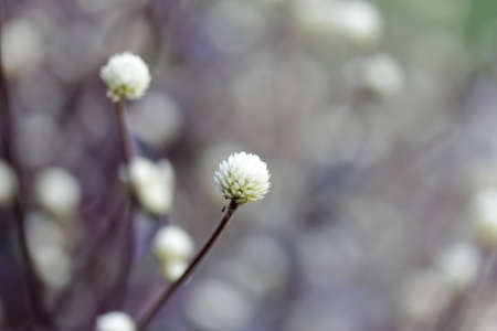 White Amaranth with blur back ground in theme of white.の写真素材