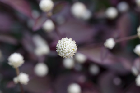 Top view of White Amaranth with blur back ground.の写真素材