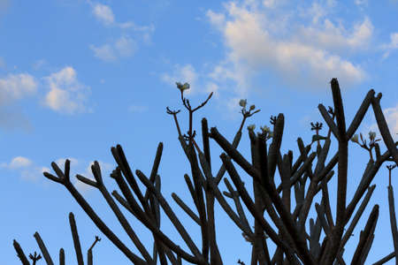 Group of Plumeriaの写真素材