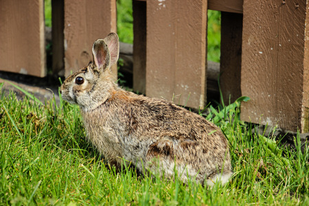 Brown rabbit stands on the green grass.