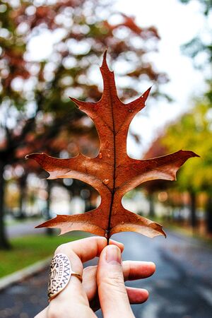 The brown leaf on the left hand.の写真素材