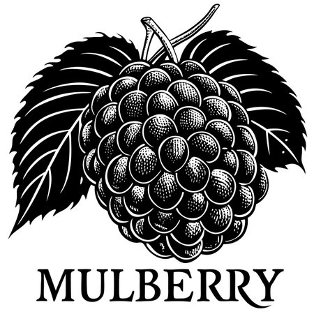 Engraved depiction of a mulberry fruit with detailed leavesのイラスト素材