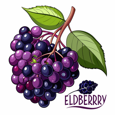 Fresh dark berries on a stem, with green leaves, botanical illustrationのイラスト素材