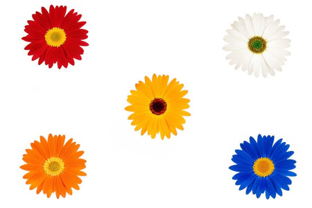 Five vibrant daisies in red, white, yellow, orange, and blue, isolated on white background.の素材