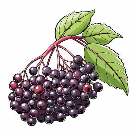 Elderberry cluster with leaves, rendered in detailed, vibrant color
