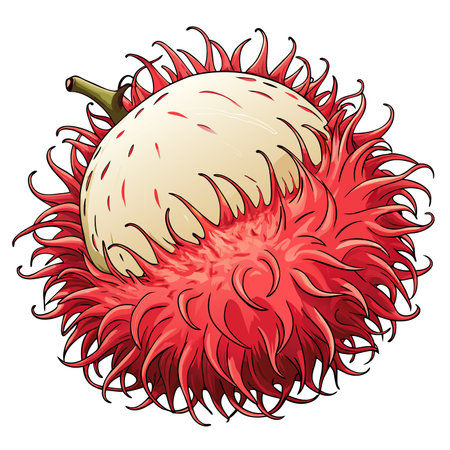 Tropical fruit illustration with a vibrant red spiky exteriorのイラスト素材