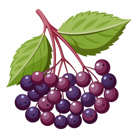 Bunch of dark purple berries hanging from a red stem with two green leavesのイラスト素材
