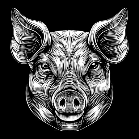 Detailed black and white line art portrait of a pig's headのイラスト素材