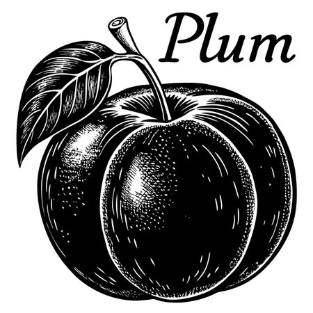 Black and white detailed illustration of a plum with a leafのイラスト素材