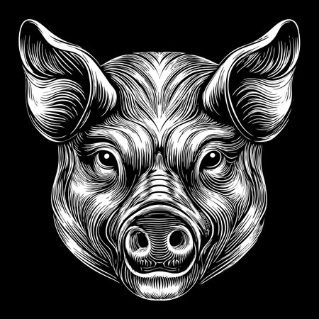 A detailed, front-facing illustration of a pig's head, rendered in a bold, linework style on blackのイラスト素材
