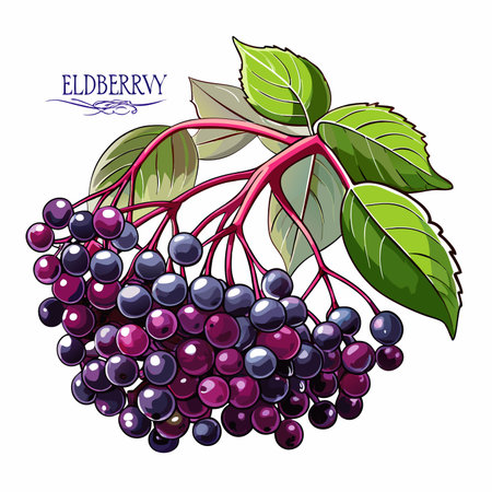 Elderberry branch with ripe berries and leaves. Vector illustration.のイラスト素材