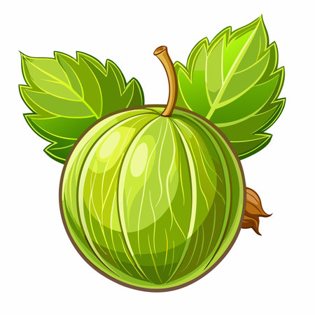 Gooseberry with leaves isolated on white background. Vector illustration.のイラスト素材