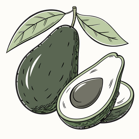 Avocado hand drawn vector illustration. Isolated avocado on white background.のイラスト素材