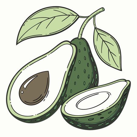 Avocado. Hand drawn vector illustration. Isolated on white background.のイラスト素材