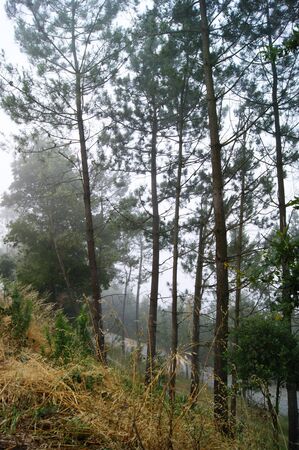 road in the forestの写真素材