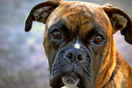 An image of a dog German Boxerの写真素材
