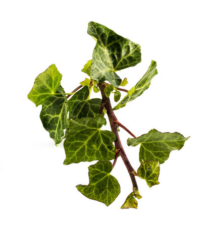 Green ivy plant close up isolated on white  backgroundの写真素材