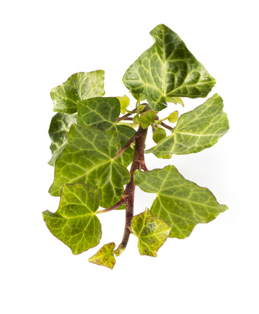 Green ivy plant close up isolated on white  backgroundの写真素材