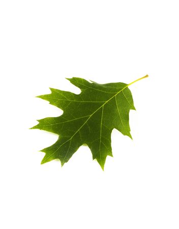 Green oak leafs set isolated on white background の写真素材