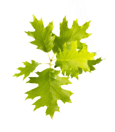 Green oak leafs set isolated on white background の写真素材