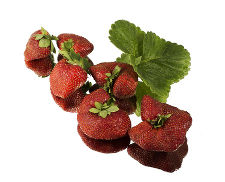 Fresh red ripe strawberries isolated on whiteの写真素材