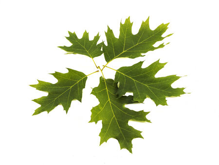 Green oak leafs set isolated on white background.の写真素材