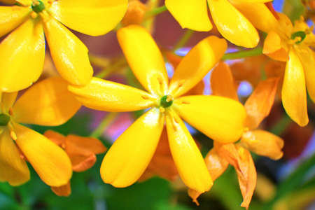 Orange Star flower up close