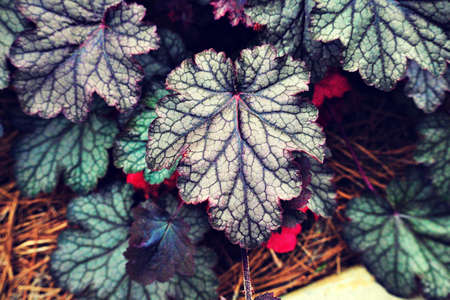 Coral Bell leafの写真素材