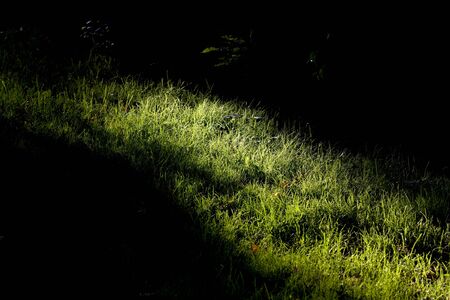 vanishing sunbeam on the bright green grassの写真素材