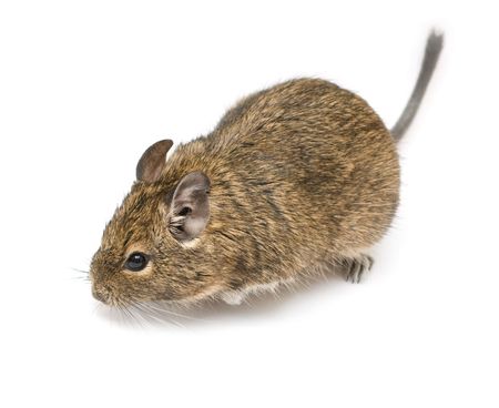 exotic rodent degu (african squirrel)の写真素材