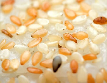 sesame on traditional japanese roll close-upの写真素材