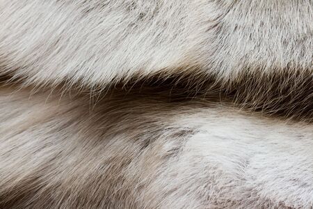 texture of the reindeer's fur closeup